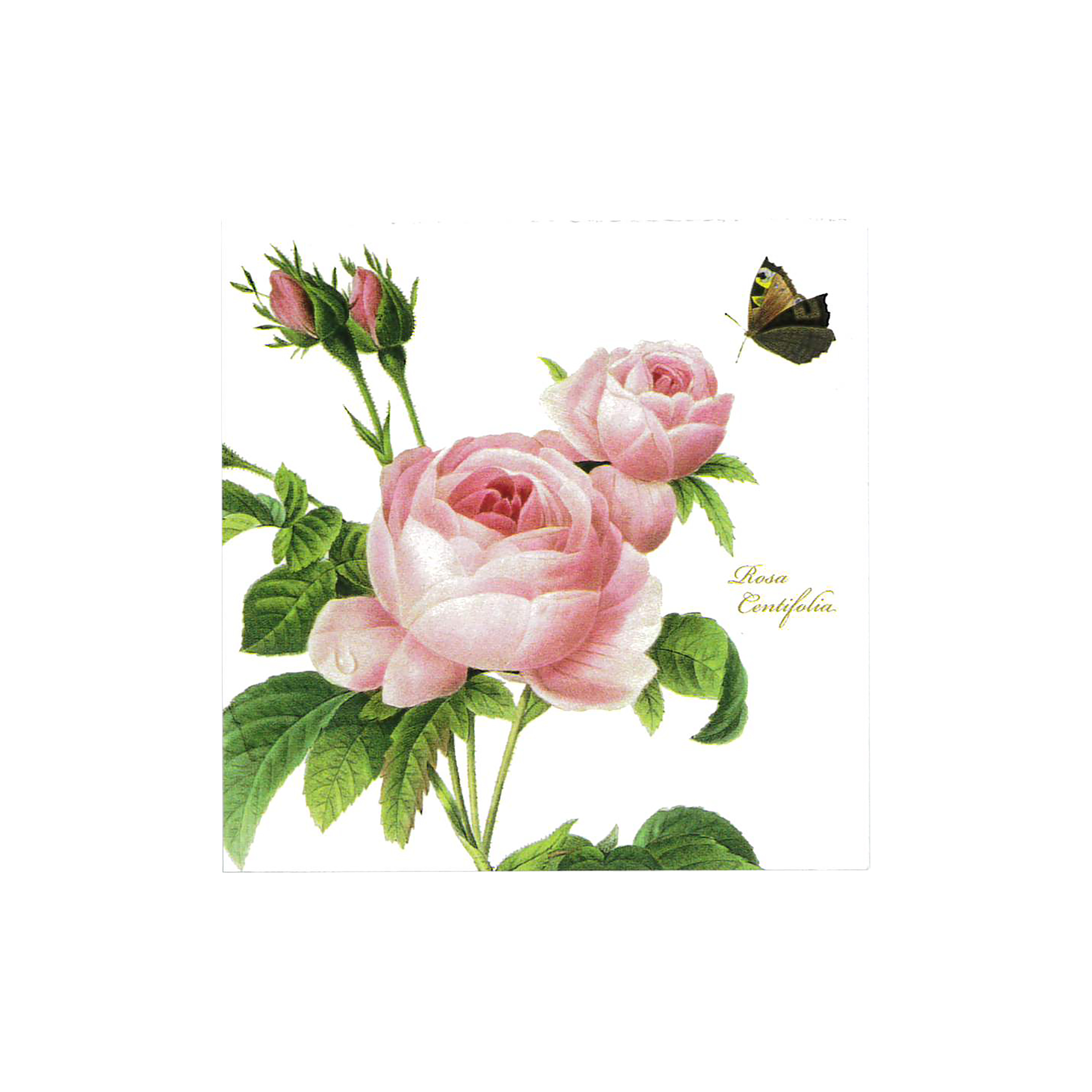 Klebezettel Rosa Centifolia