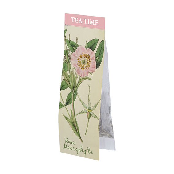 Tea Time - Rosa Macrophylla