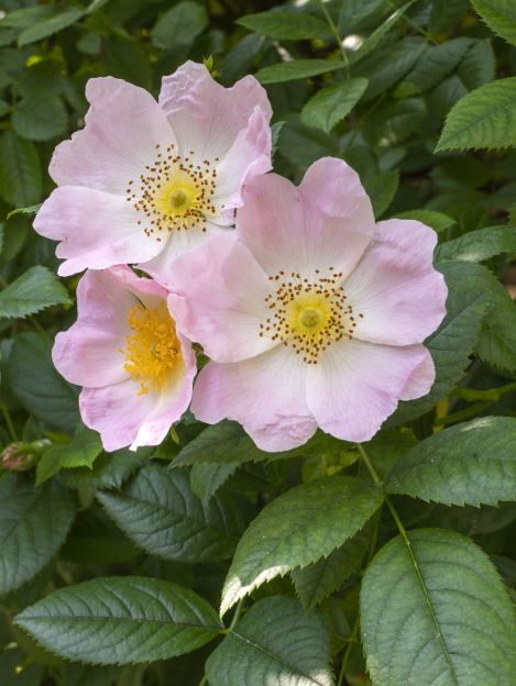 KDK - Rose + Legende