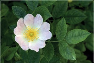 Magnet - Rose